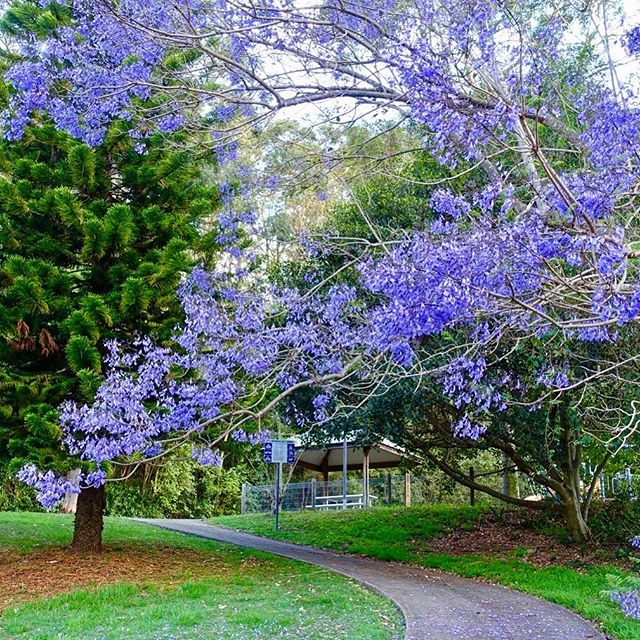 Summer is coming! Flowering jacaranda trees in our backyard - New Lambton Heights, eastern Australia #newcastle #parks #trees #jacaranda #australiaeastcoast #australia